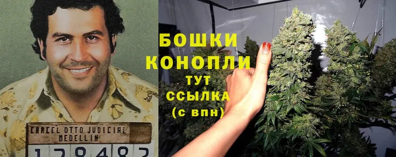 Бошки марихуана THC 21%  как найти закладки  Алапаевск 